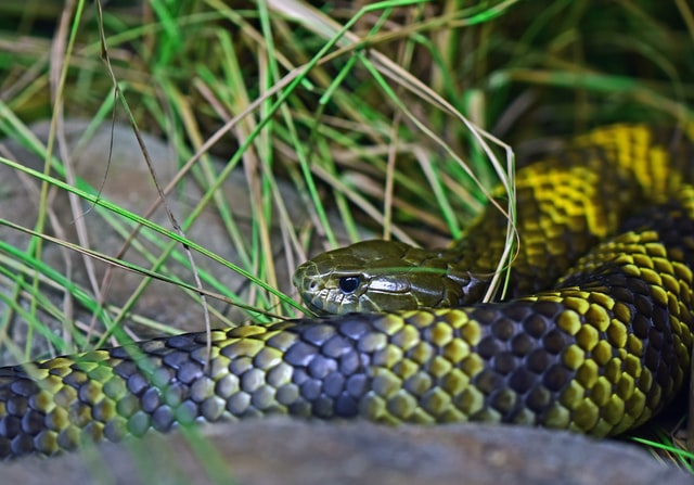 Snakes in the Backyard: Top Tips for Keeping Snakes Away