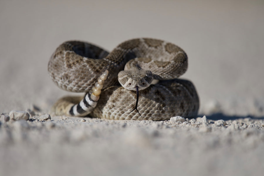 Farm Maintenance: Is Your Barn Vulnerable to Rattlesnakes?