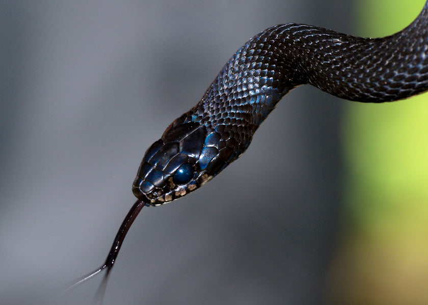 5 Effective Ways Keep Your Home From Attracting Snakes