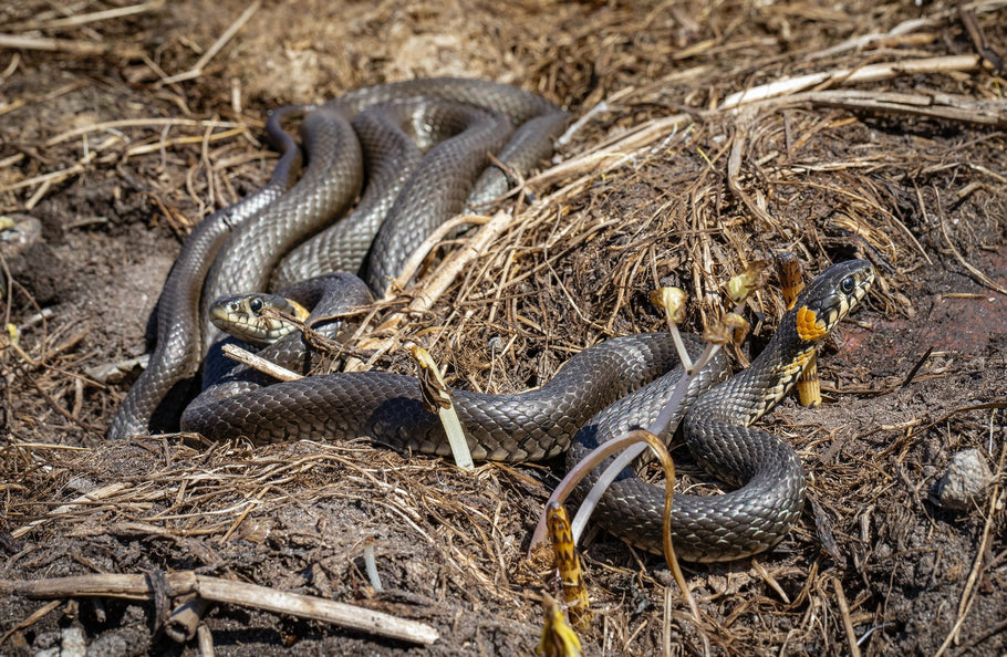 Are There Snakes in Your Attic: Here's What You Should Know