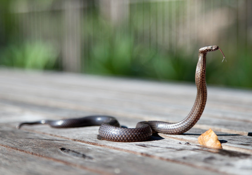 How to Spot (And Keep Away) The Snake Holes in Your Yard