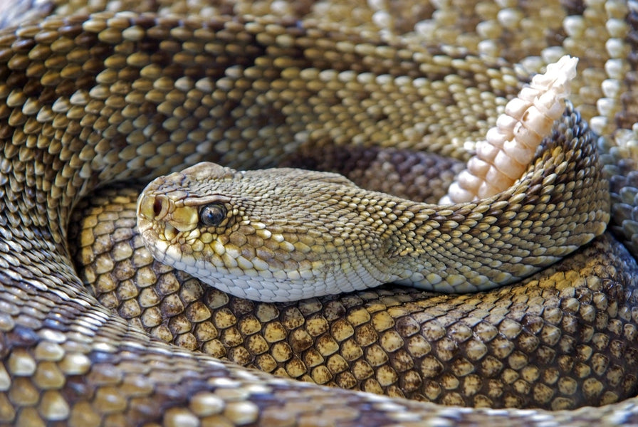 Beware: Lethal Snake Species Found in the United States