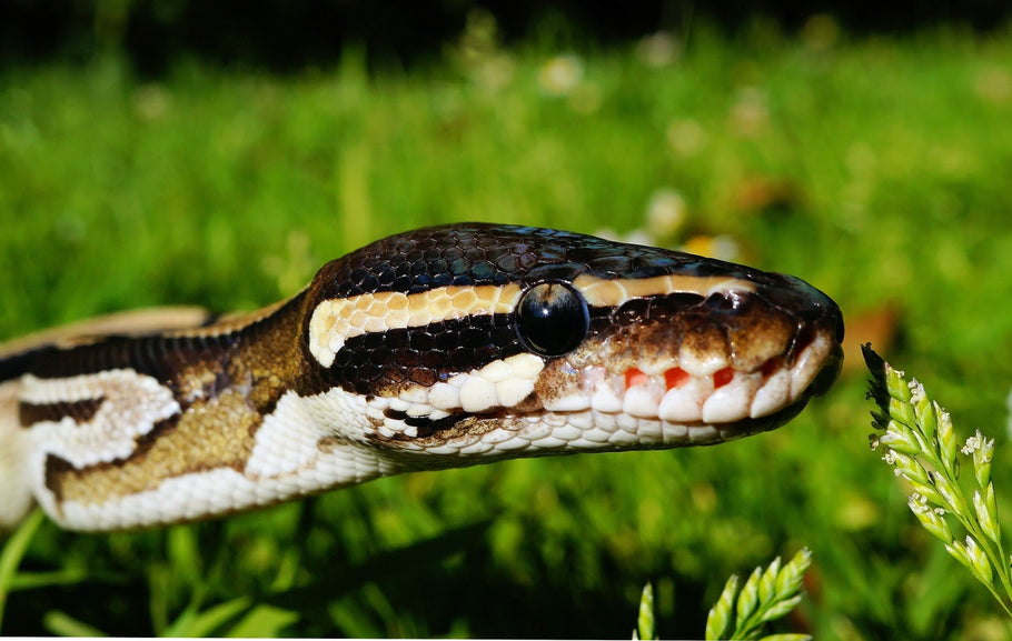 5 Natural Scents That Drive Away Snakes Away From Your Home