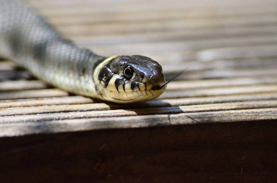 Where You’re Likely to Find Snakes and What You Can Do