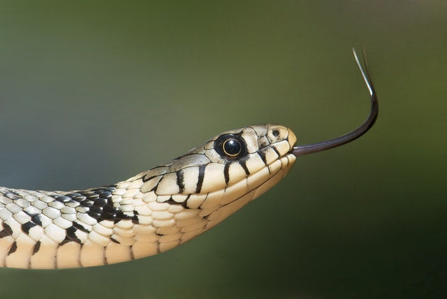 5 Common Snakes in the Summer & How to Protect Your Home