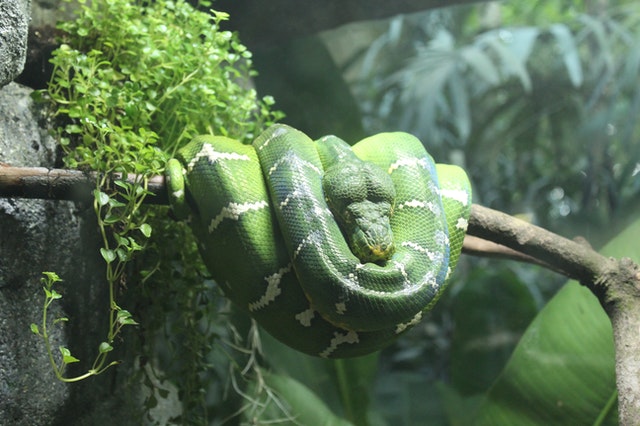 Home Safety: 5 Ways to Keep Snakes Out of Your Garden