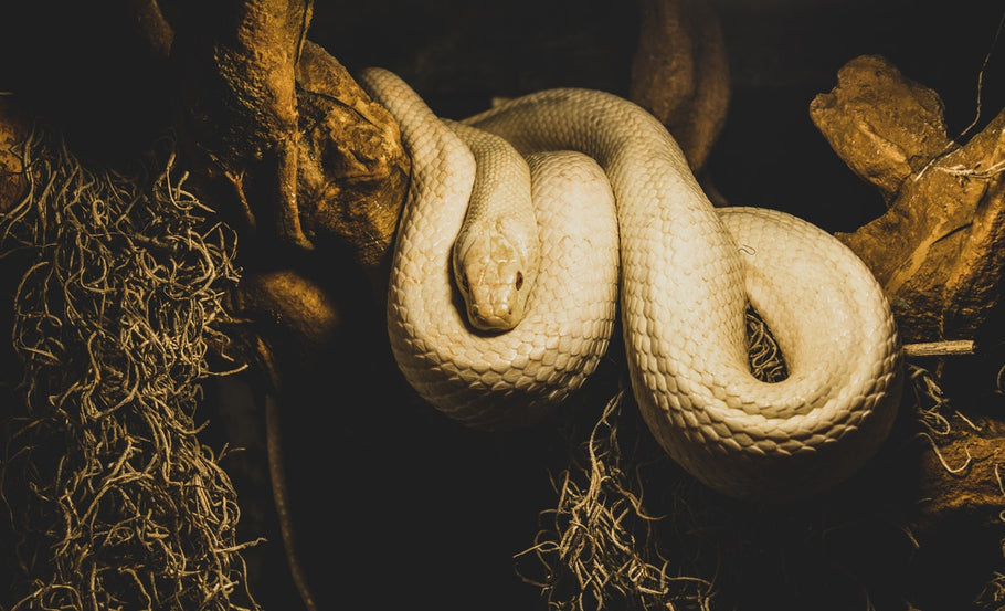 A Definitive Guide to Keeping Snakes Away from Your Home