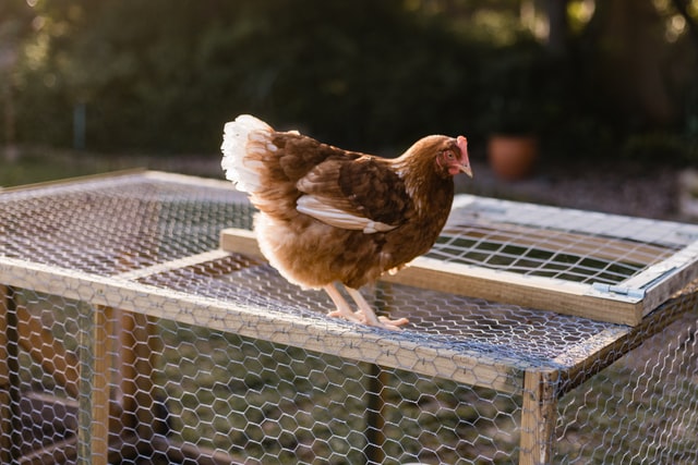 Protecting Your Fowls: How to Keep Coops Safe from Snakes