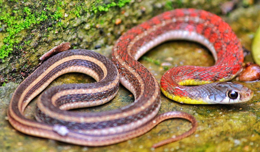 How to Keep Snakes Away from Your Garden Organically