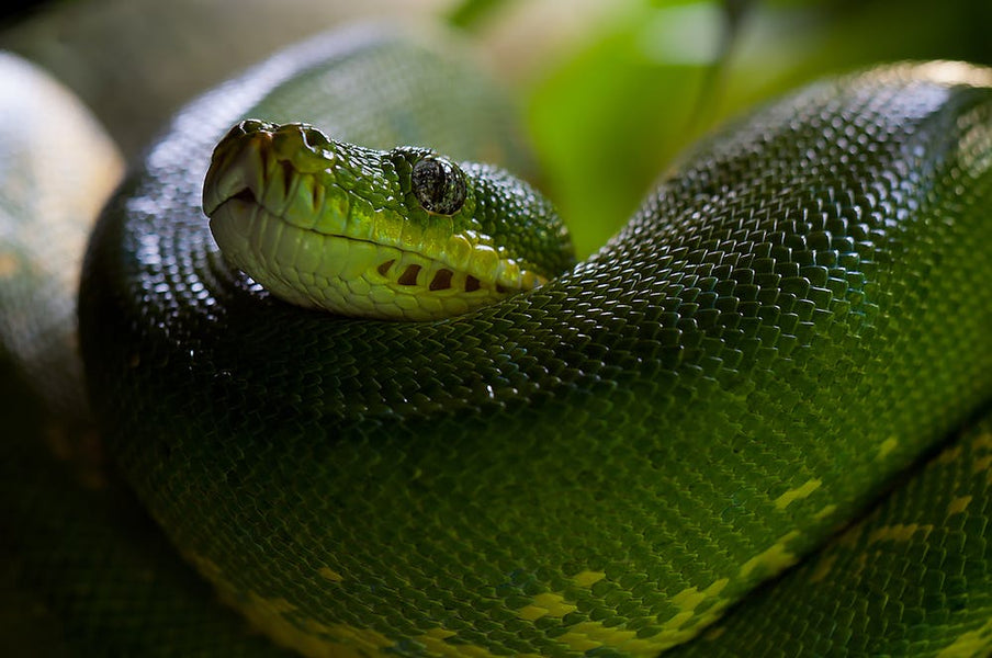 Snakes and Crawlspaces—How to Deal With Them Safely