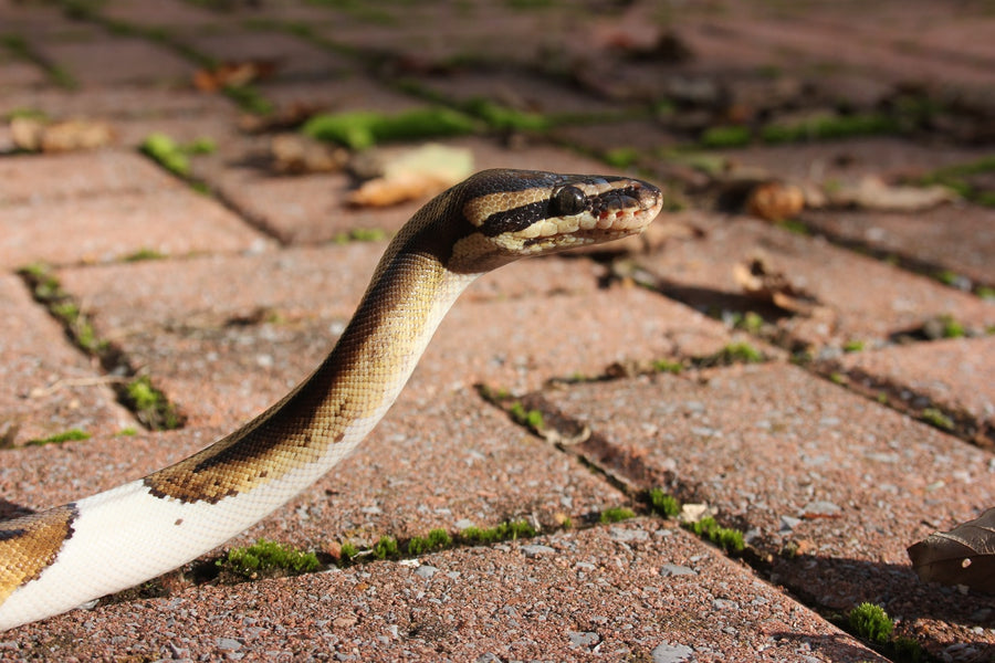 A Parent’s Guide on Handling Snake Bites in Children