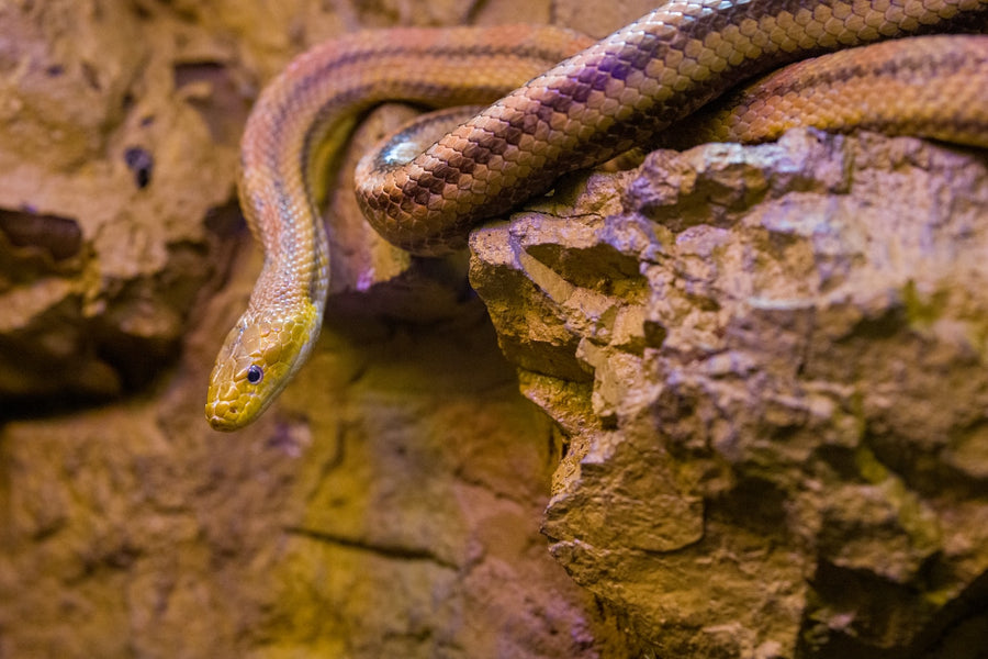 How Do You Stop Snakes from Brumating in Your Home?