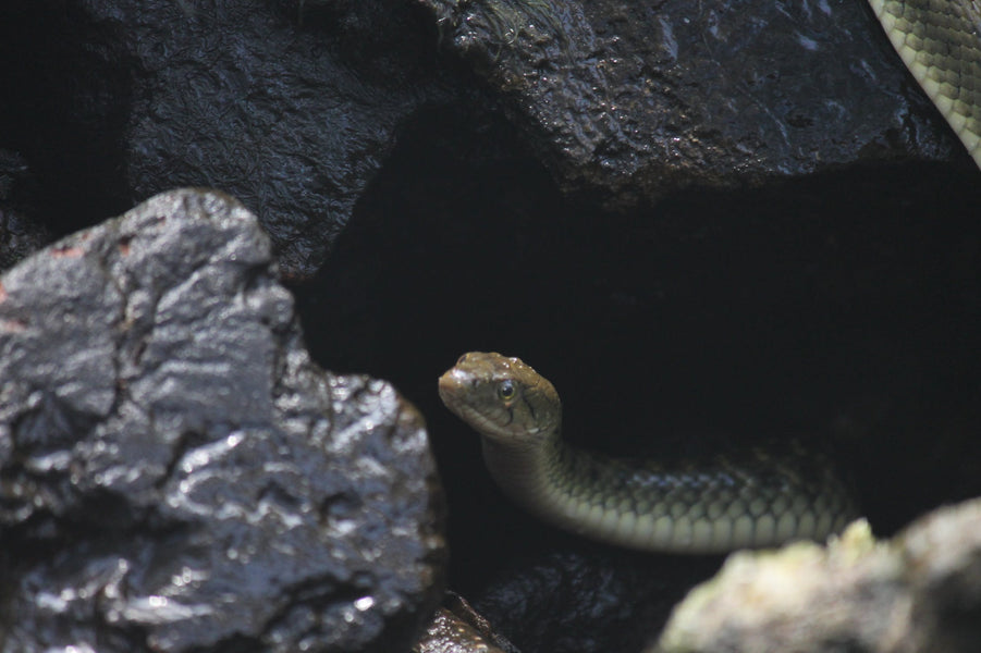 5 Reasons Why You Might See a Snake in Your Basement