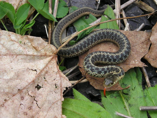 3 Things to Know About Snakes When They Hang in Your Garden