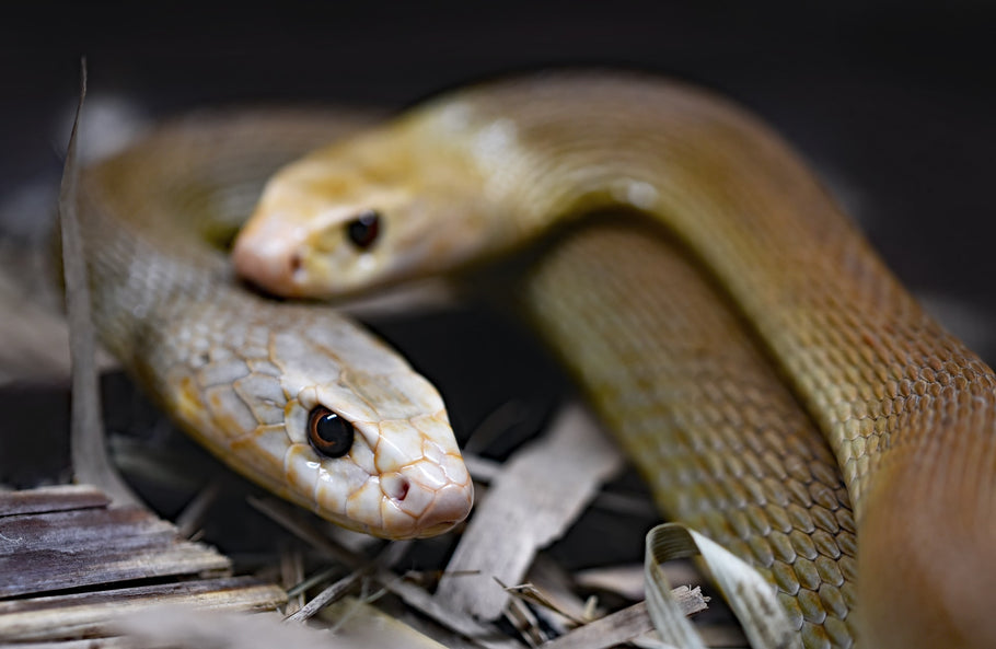 5 Steps in Handling a Snake Infestation After a Storm